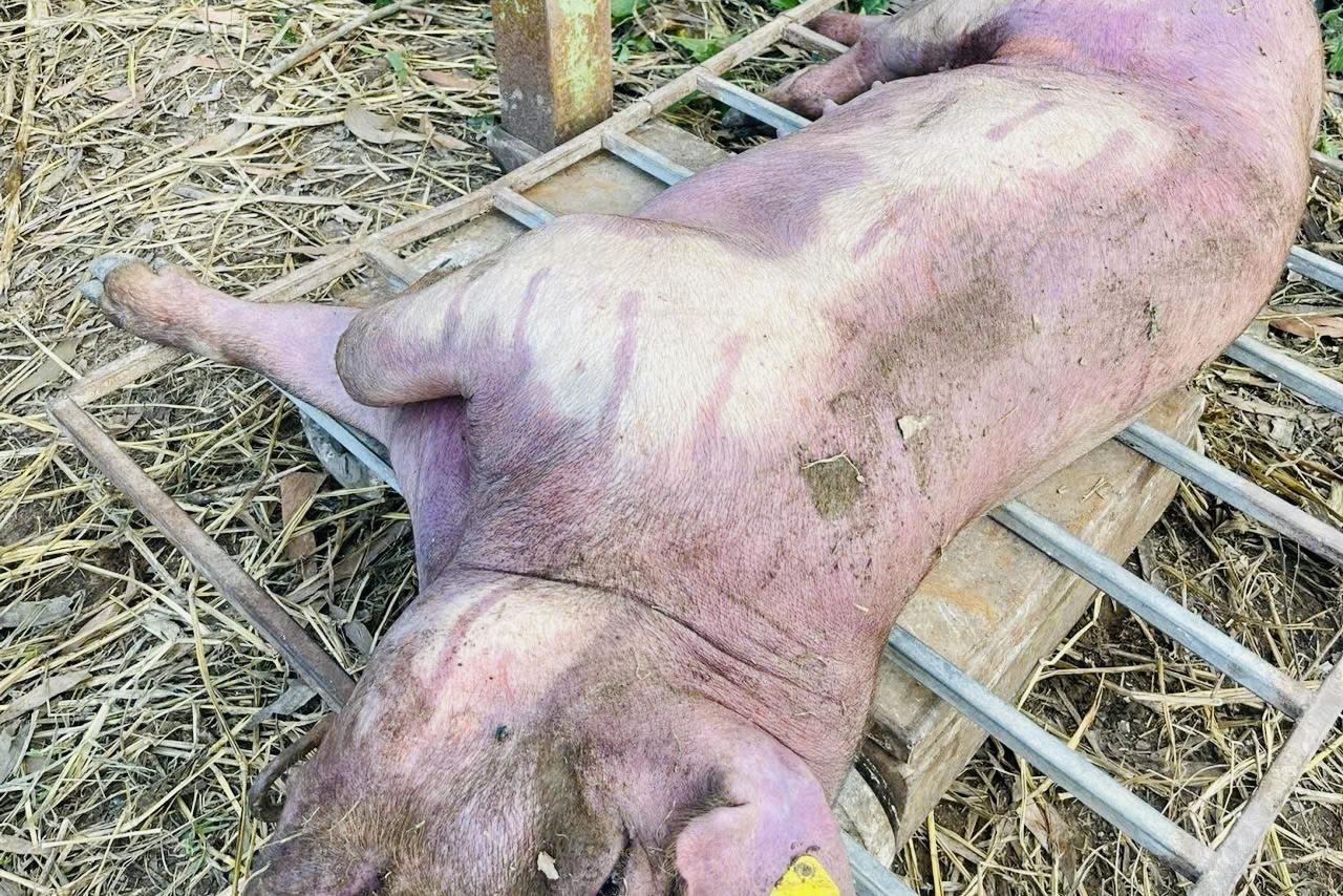 Đông Nam Bộ trước nguy cơ bùng phát dịch tả heo Châu Phi