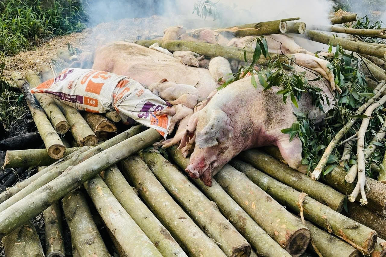 Đông Nam Bộ trước nguy cơ bùng phát dịch tả heo Châu Phi