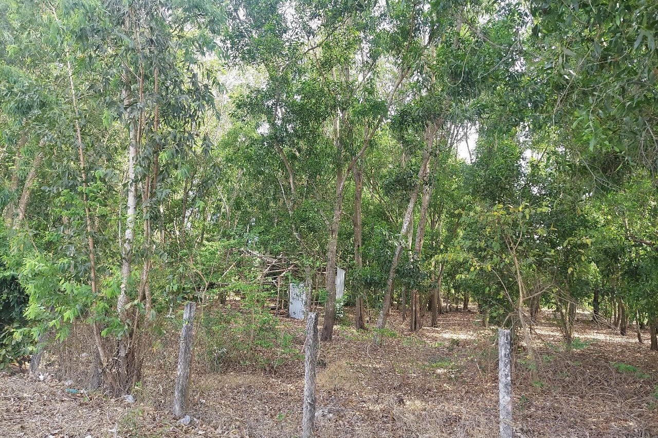 Bà Rịa – Vũng Tàu: Cưỡng chế chuyển giao quyền sử dụng đất tại huyện Xuyên Mộc