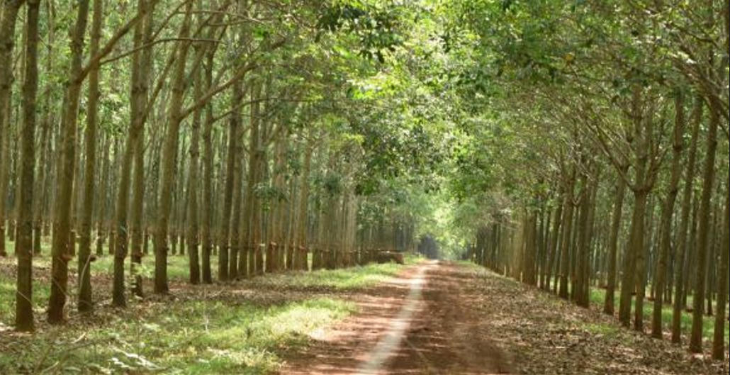 Đồng Nai thu hồi thêm đất của Công ty Cao su Đồng Nai 