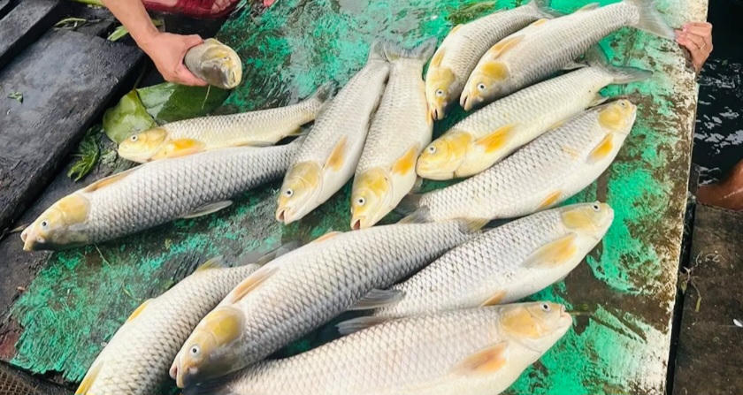 Xác minh nguyên nhân cá bè chết hàng loạt trên sông Đồng Nai 