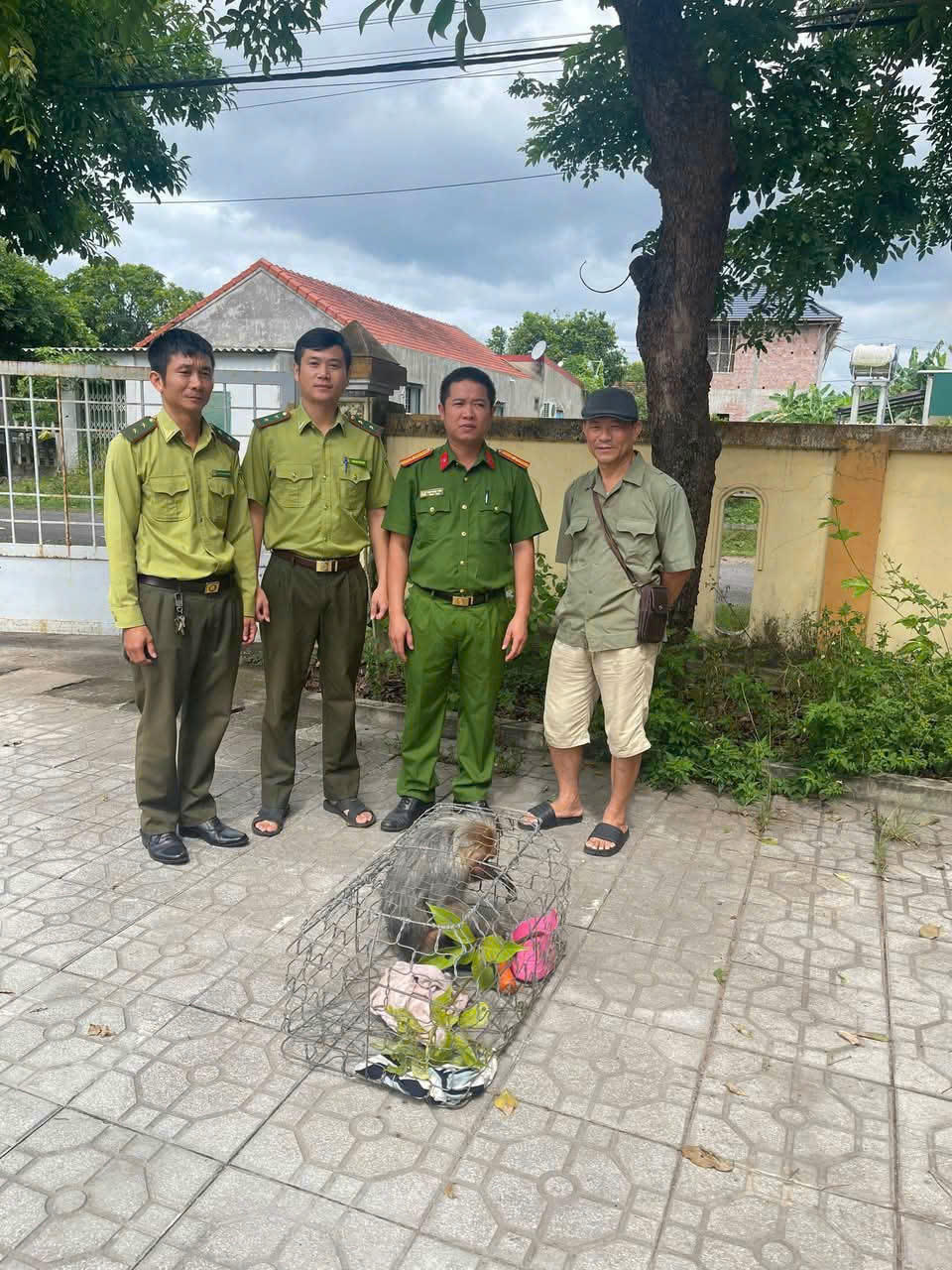 Cá thể khỉ mặt đỏ, nặng khoảng 9kg, đã nhiều lần xâm nhập, gây hư hại tài sản người dân.