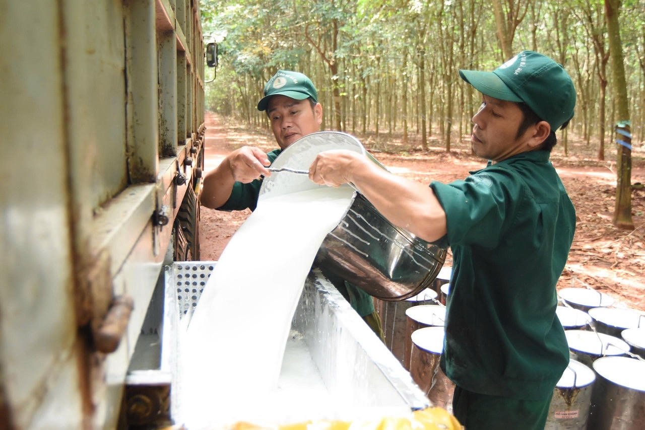 Công nhân BARUCO đang thu gom mủ cao su để đưa về nhà máy