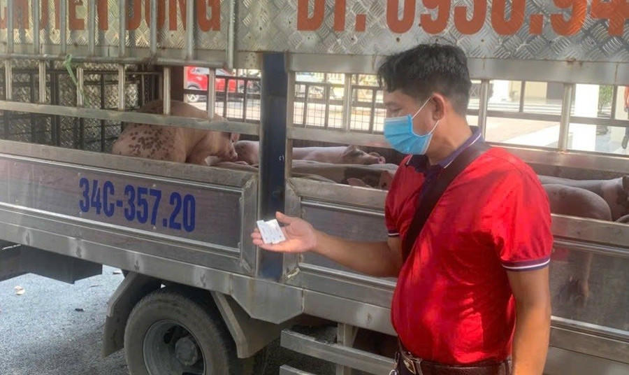 Phát hiện một xe tải vận chuyển 1,6 tấn lợn nhiễm bệnh đang trên đường đi tiêu thụ