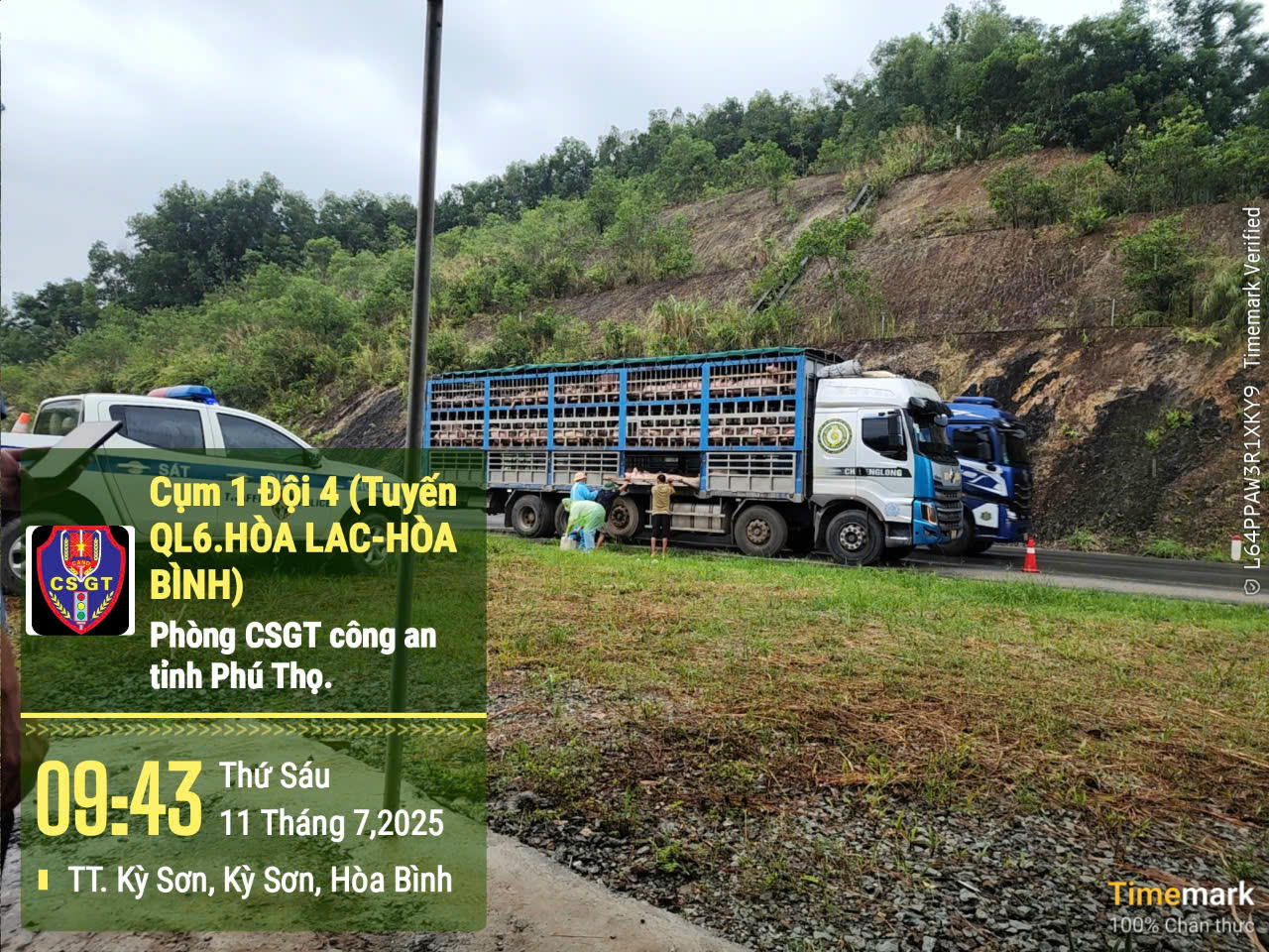 Phát hiện ô tô vận chuyển 190 con lợn nhiễm dịch tả lợn châu Phi về Hà Nội