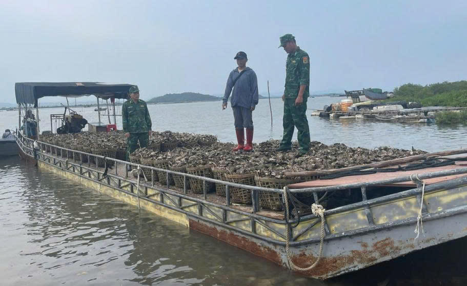 Bắt giữ đối tượng vận chuyển trái phép 4 tấn hàu từ nước ngoài vào Việt Nam 