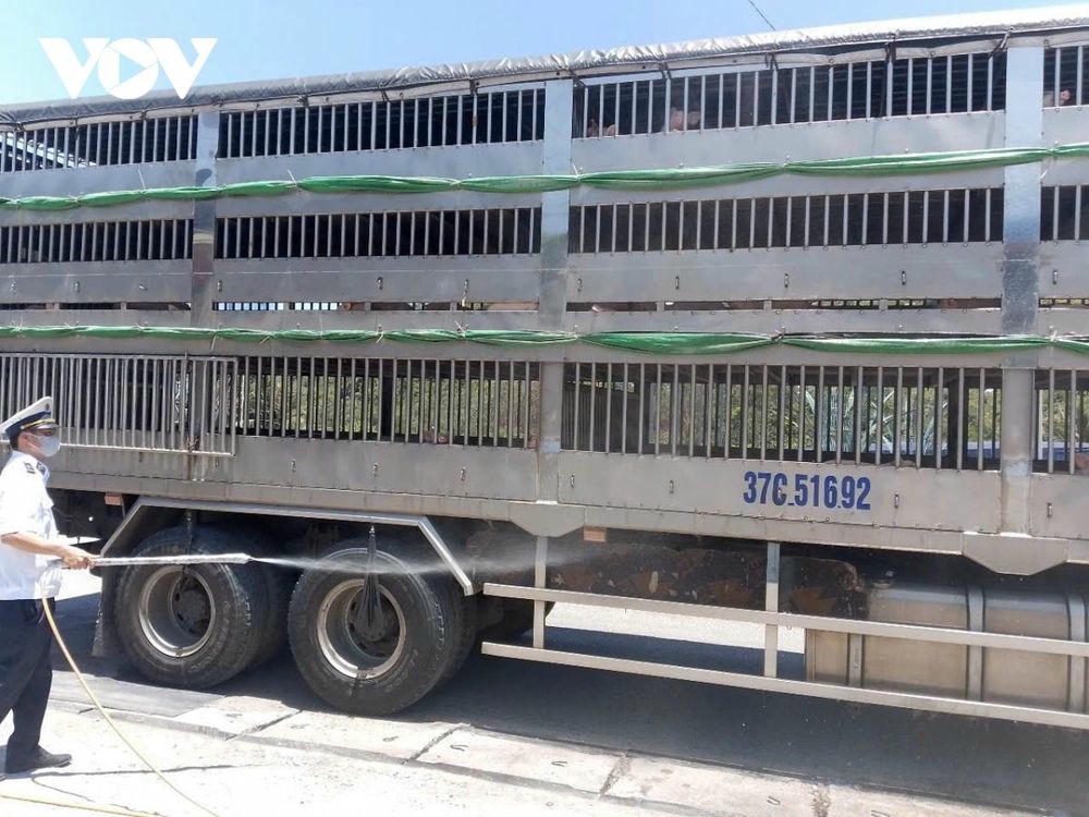 Gia Lai lập 4 chốt kiểm soát dịch bệnh động vật
