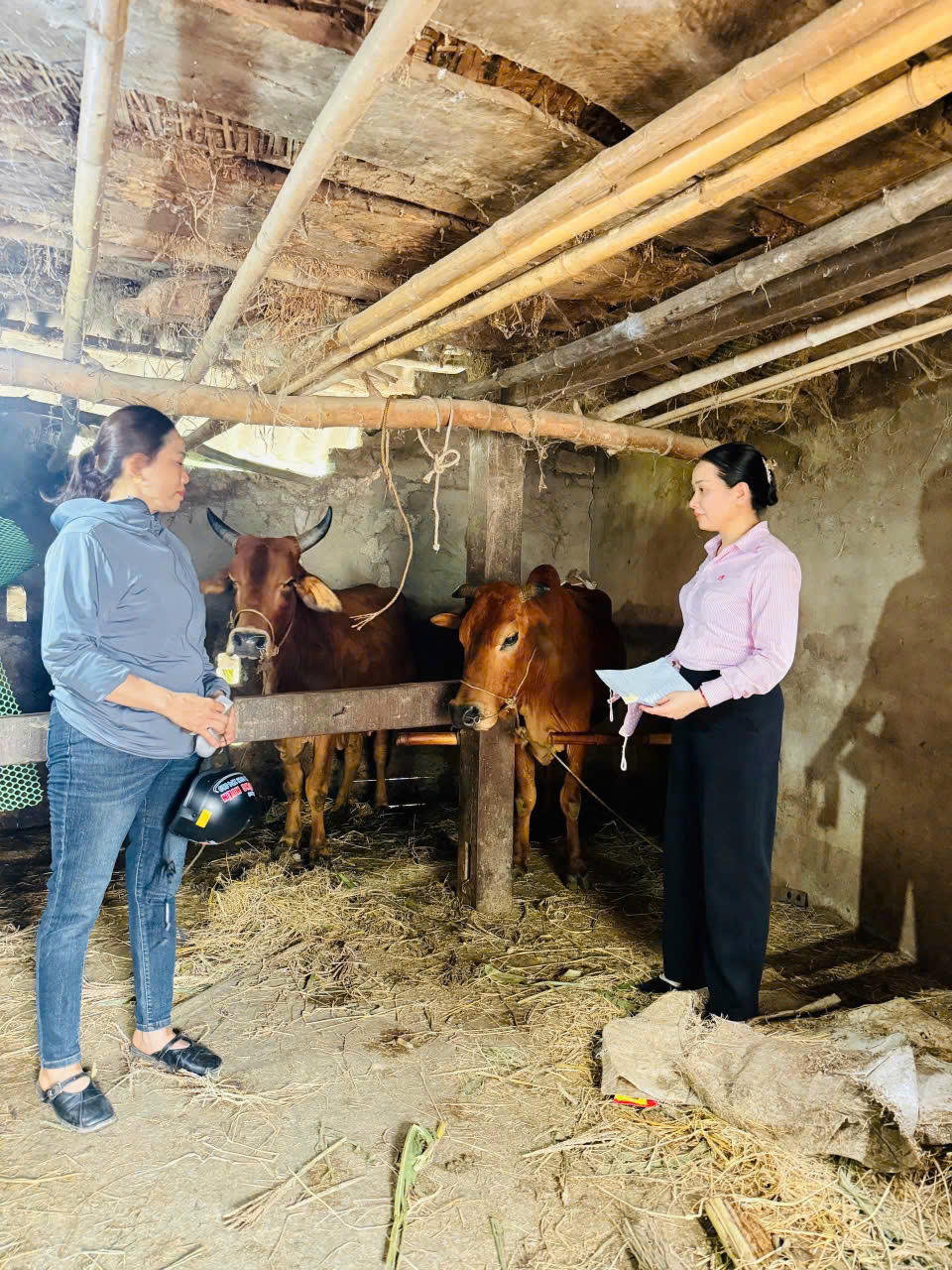 Cán bộ tín dụng chính sách ở vùng đất Ngọc Lục Yên cũng luôn bám cơ sở, gắn bó với dân, giúp dân vay vốn thuận lợi, sử dụng vốn vay hiệu quả.