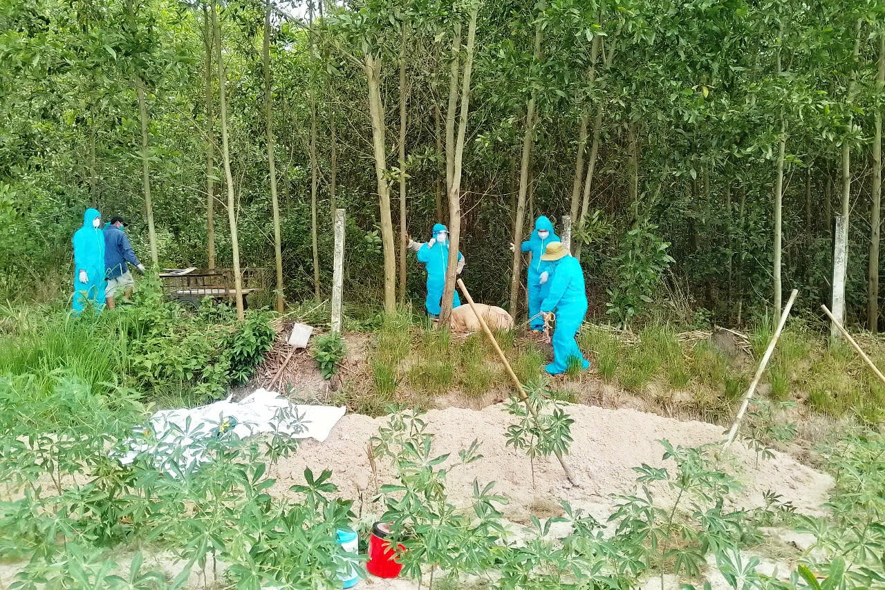 Lực lượng thú y Quảng Ngãi đào hố tiêu hủy lợn mắc bệnh dịch tả lợn châu Phi.
