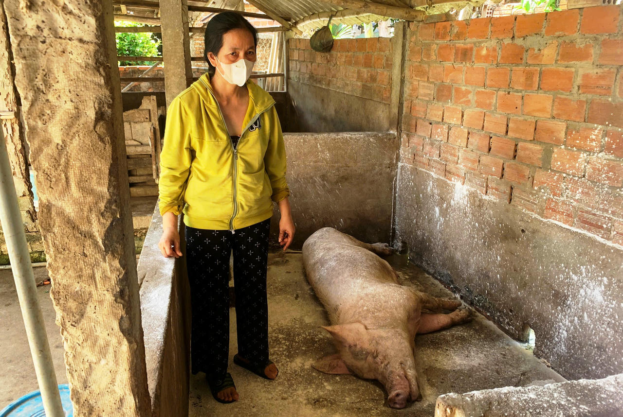 Dịch tả lợn châu Phi bùng phát tại Quảng Ngãi. 