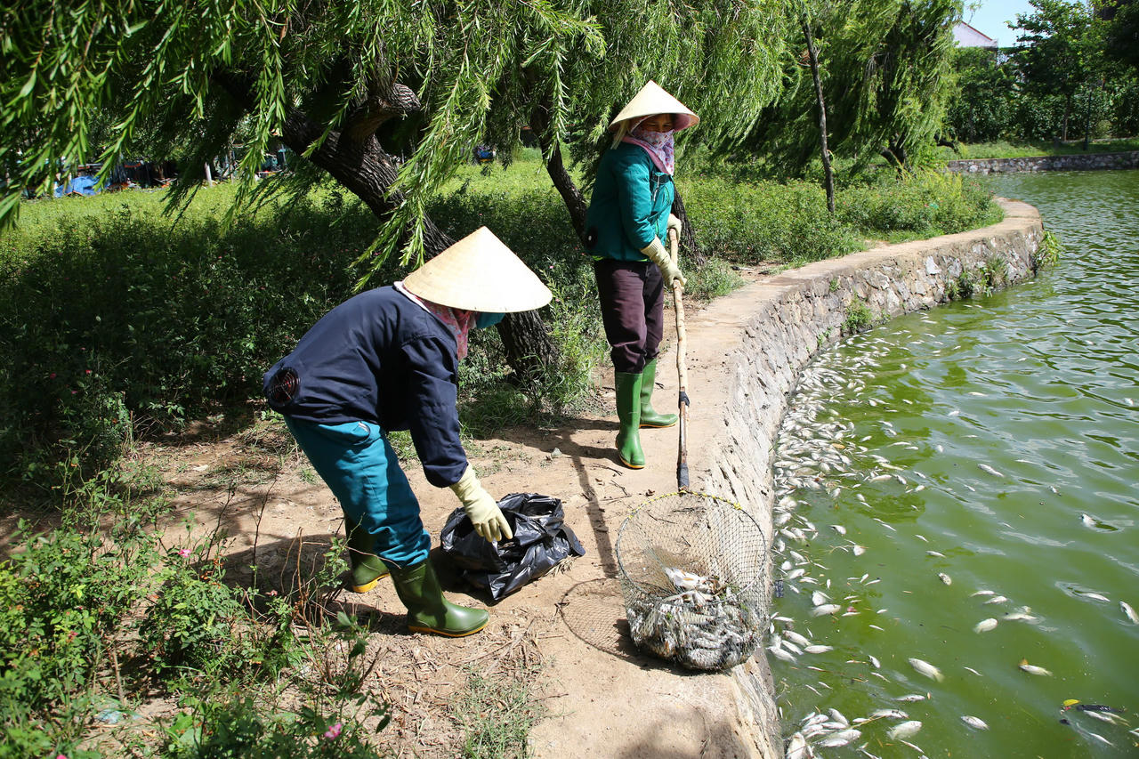 Công nhân Trung tâm Công viên Cây xanh Đồng Hới vớt cá đưa đi chôn lấp.