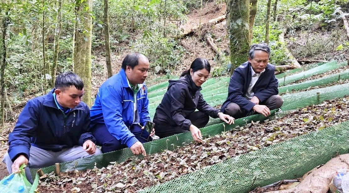 Ông Võ Trung Mạnh (ngoài cùng bên phải), Bí thư Đảng ủy xã Tu Mơ Rông kiểm tra mô hình hỗ trợ đồng bào Xơ Đăng trồng dược liệu. Ảnh: Ngọc Chí