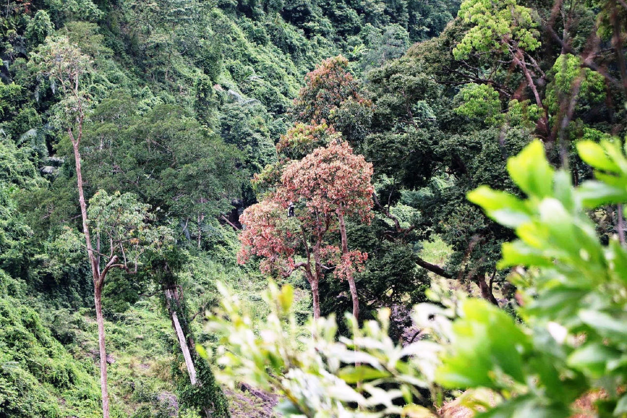 Rừng già Đà Nẵng vào mùa săn ươi bay