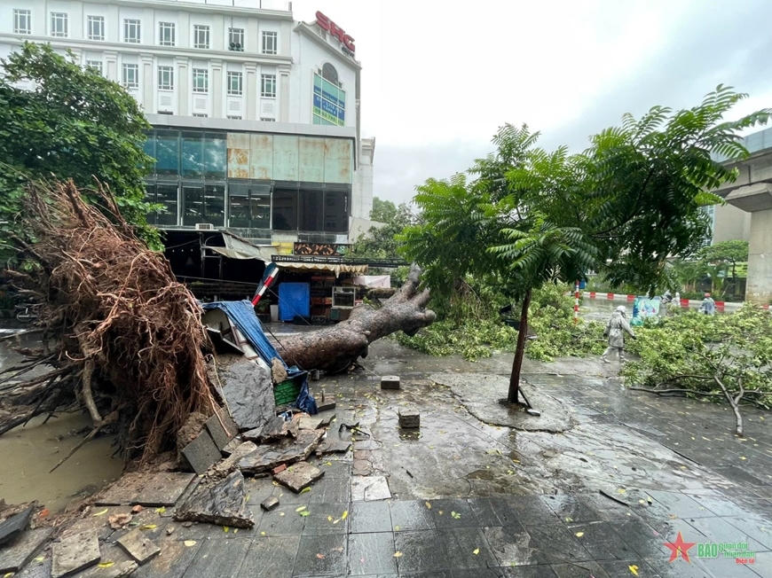 Bão số 3 làm nhiều cây lớn gãy đổ ở quận Hà Đông, Hà Nội  (Ảnh: QĐND)