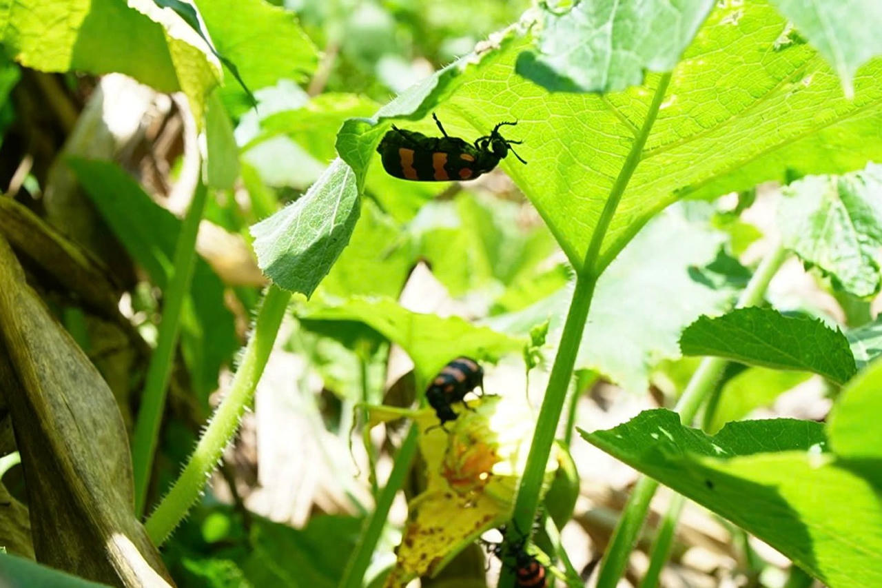 Người đàn ông tử vong sau khi ăn côn trùng lạ