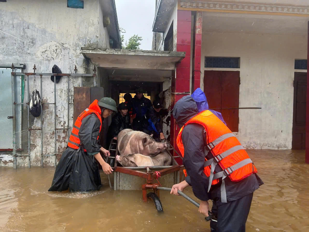 Cán bộ, chiến sỹ Đồn biên phòng Cửa khẩu cảng Hải Thịnh giúp dân di dời tài sản vào nơi tránh trú an toàn. 