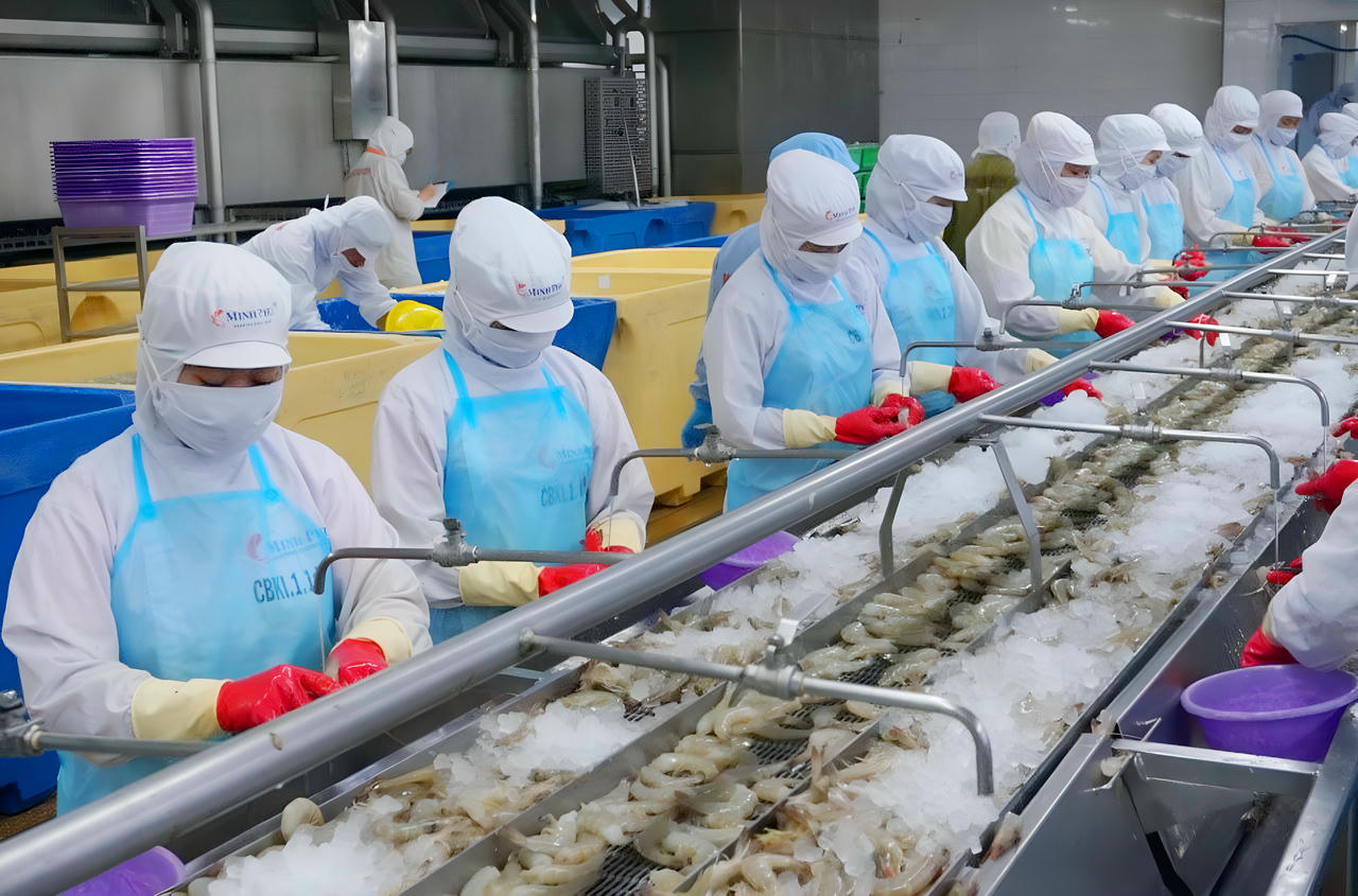Tỉnh Cà Mau đặt mục tiêu 6 tháng cuối năm 2025, sản lượng chế biến tôm đạt 189.500 tấn.