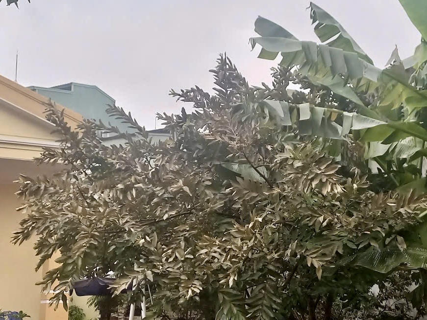 Tưởng chừng sau mưa, cây cối xanh tươi, nhưng khi gặp luồng 