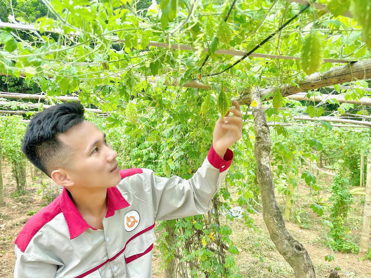 Năm 2022, anh Hoàng quyết định trở về quê hương tiếp quản HTX Nông nghiệp Tiên phong xã Yên Trạch, phát triển lĩnh vực trồng và chế biến cây dược liệu. Ảnh: NVCC