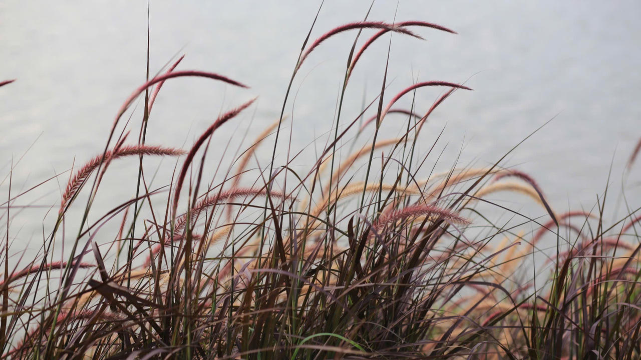 Những bông lau khẽ bung nở theo gió, thân cỏ ngả nghiêng tạo thành những đợt sóng lăn tăn. Người Huế vẫn gọi đây là “mùa ký ức” – khi đất trời và con người như sống chậm lại, lắng nghe và cảm nhận từng nhịp thở của thiên nhiên.