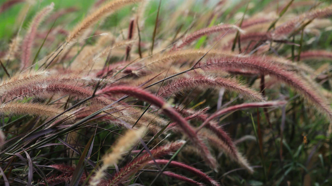 Một góc bờ sông Hương phủ đầy hoa cỏ lau, dòng sông uốn lượn mềm mại giữa lòng thành phố Huế.