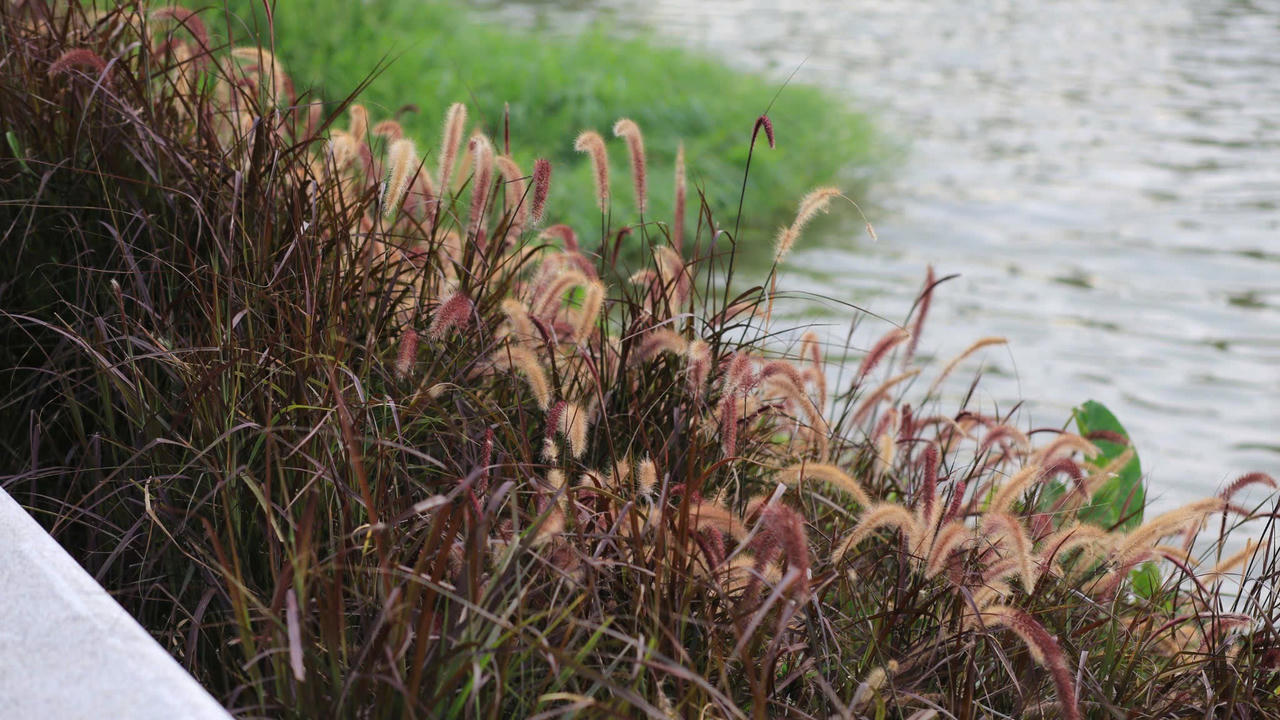 Huế vào mùa cỏ lau