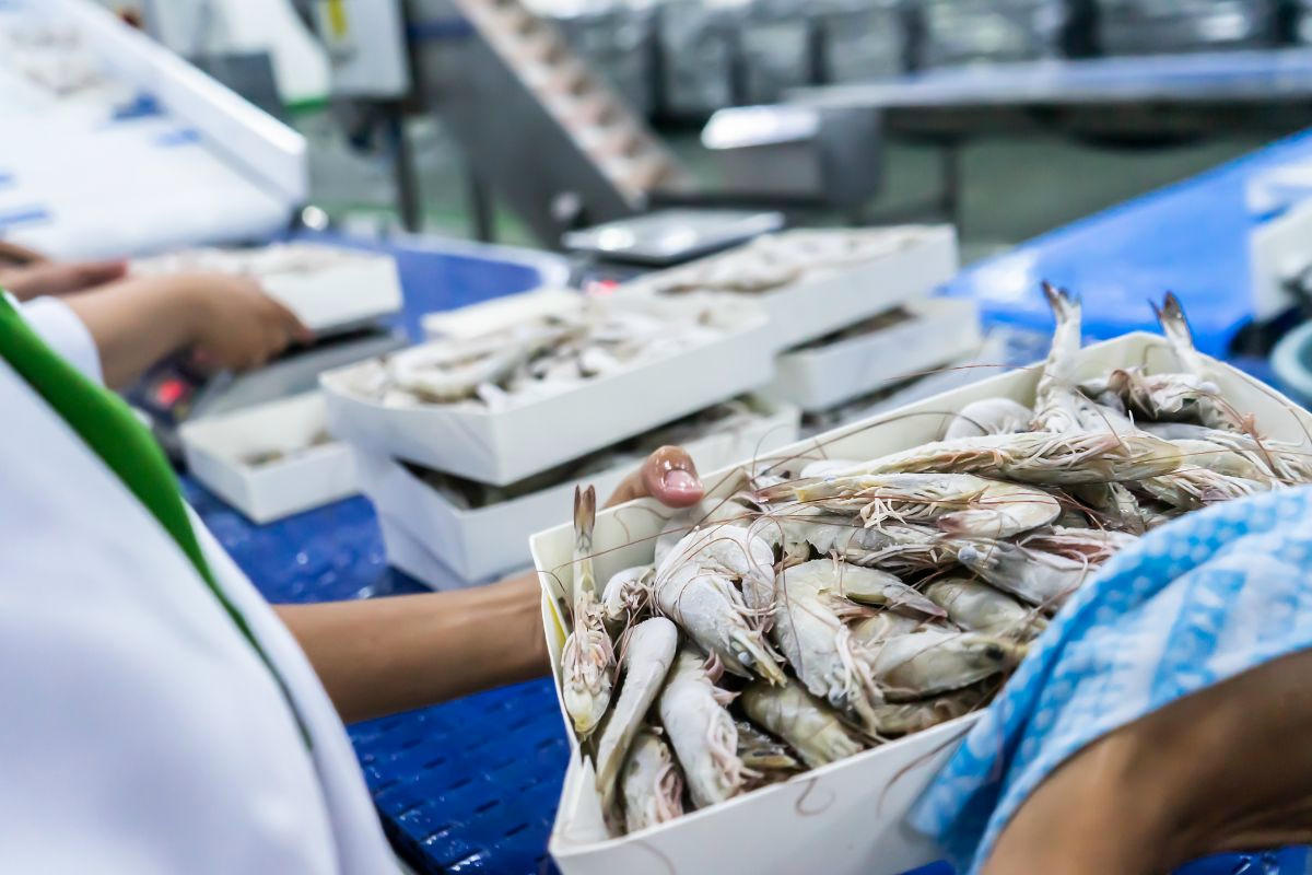 Doanh nghiệp xuất khẩu tôm cần làm gì để mở rộng thị phần tại EU?