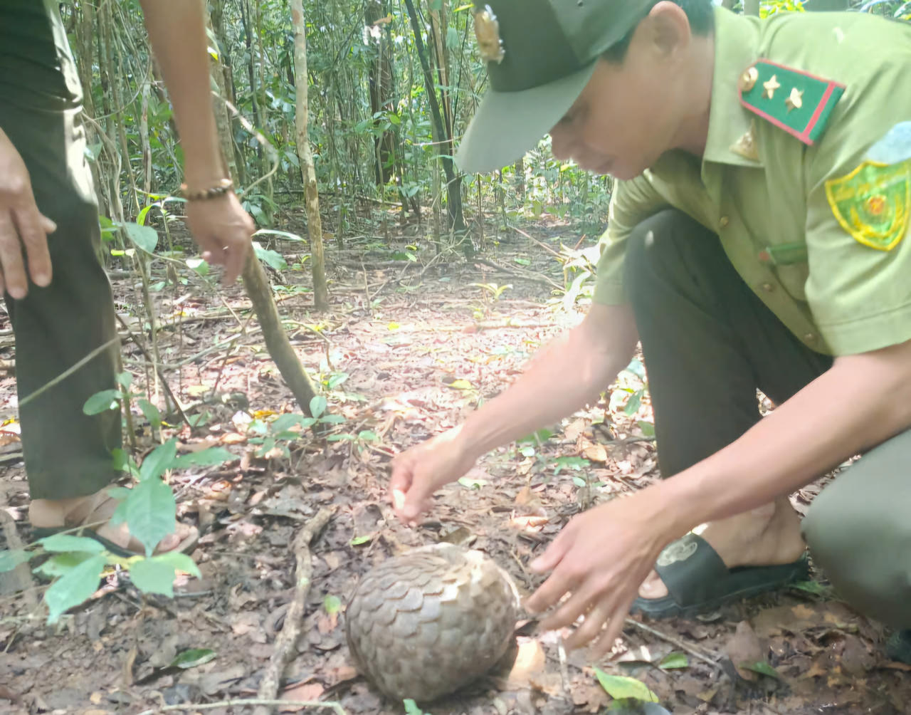 Các cơ quan chức năng tiến hành thả vào môi trường tự nhiên thuộc Khu Bảo tồn Thiên nhiên - Văn hóa Đồng Nai.