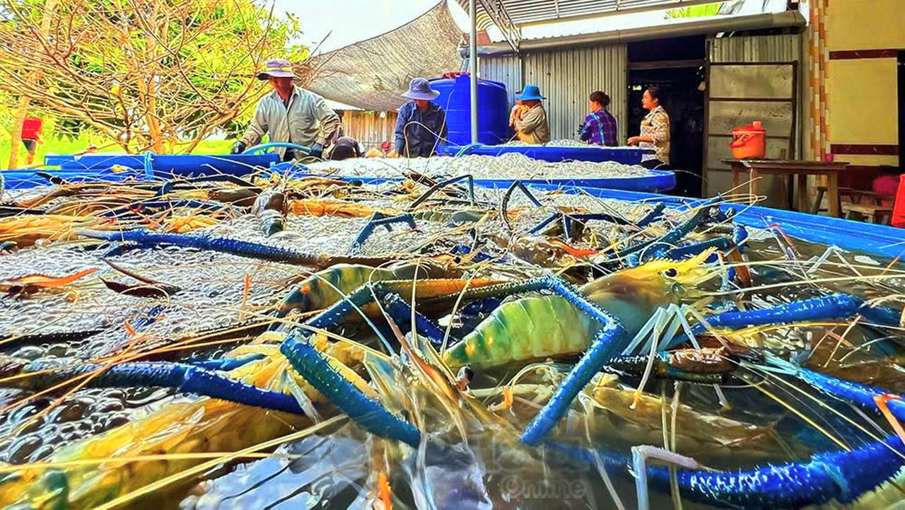 Nông dân vùng chuyển đổi xã Vĩnh Lộc trúng mùa tôm càng xanh nuôi xen canh trong ruộng lúa (Ảnh: Nguyễn Linh).