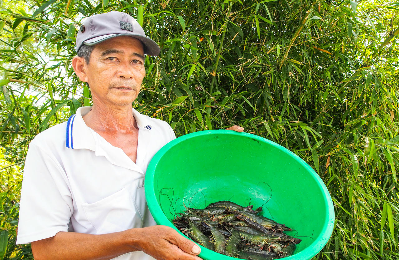 Ông Trần Văn Hùng, ngụ ấp 4, xã Trí Phải phấn khởi cho biết đã tham gia thử nghiệm 3 vụ lúa – tôm sú theo Dự án nuôi tôm đạt tiêu chuẩn quốc tế ASC, giai đoạn 2023–2025. Kết quả bước đầu cho thấy năng suất và lợi nhuận tăng hơn 30% so với phương thức canh tác truyền thống trước đây.