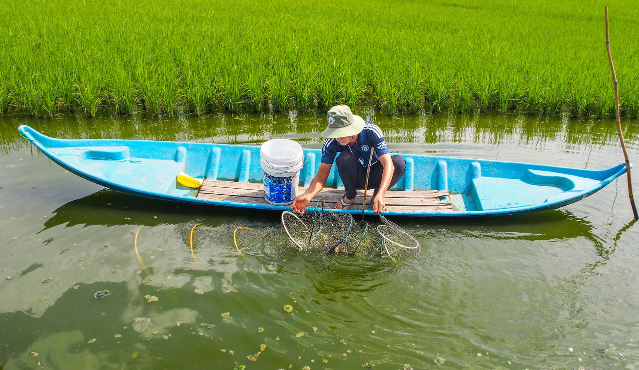 Nông dân xã Trí Lực kiểm tra tôm sú nuôi xen canh trong ruộng lúa trước kỳ thu hoạch.
