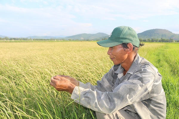 Sâu cuốn lá bùng phát, đe dọa nhiều diện tích lúa Hè - Thu ở Quảng Trị