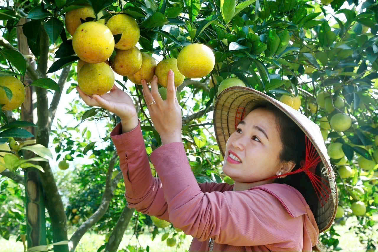 Các địa phương trong vùng đã chủ động xây dựng đề án phát triển nông nghiệp theo hướng phát huy lợi thế thích ứng với biến đổi khí hậu.