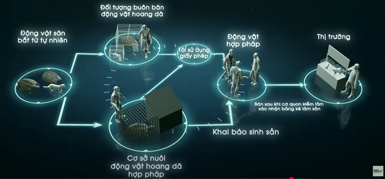 Trên thực tế, thủ đoạn lập “bảng kê lâm sản” giả để hợp pháp hóa nguồn gốc của ĐVHD đã bị phát hiện trong các vụ án liên quan đến ĐVHD. Ảnh cắt từ phim ngắn của ENV