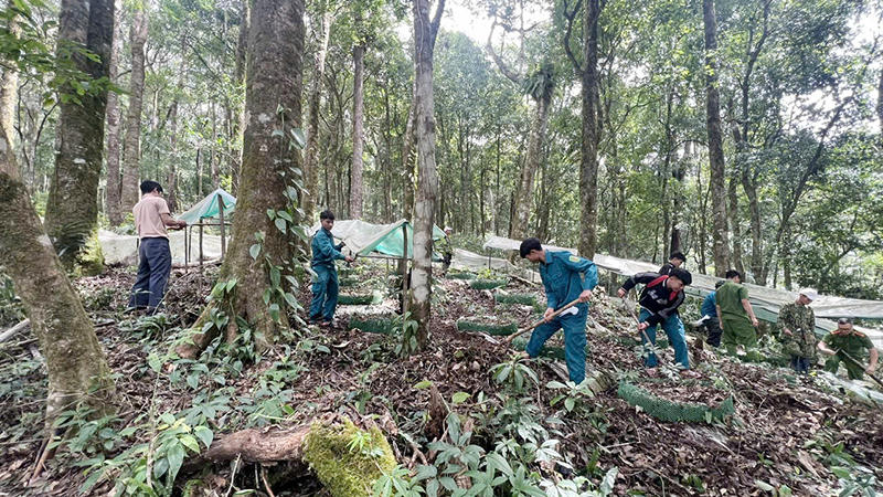 Hàng trăm cán bộ băng rừng khôi phục vườn sâm Ngọc Linh sau bão số 3 ở Quảng Ngãi