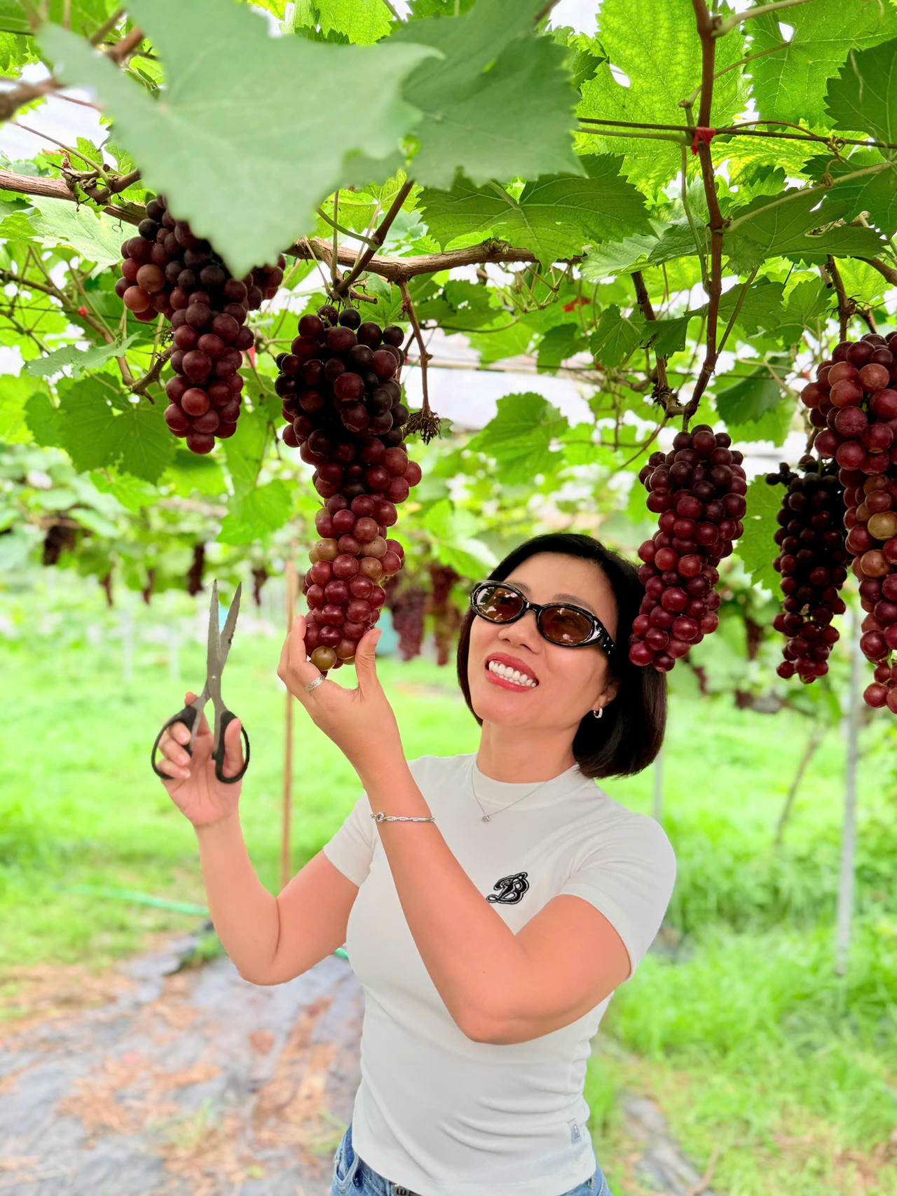 Vườn nho đỏ vào mùa chín rộ. Ảnh: NVCC
