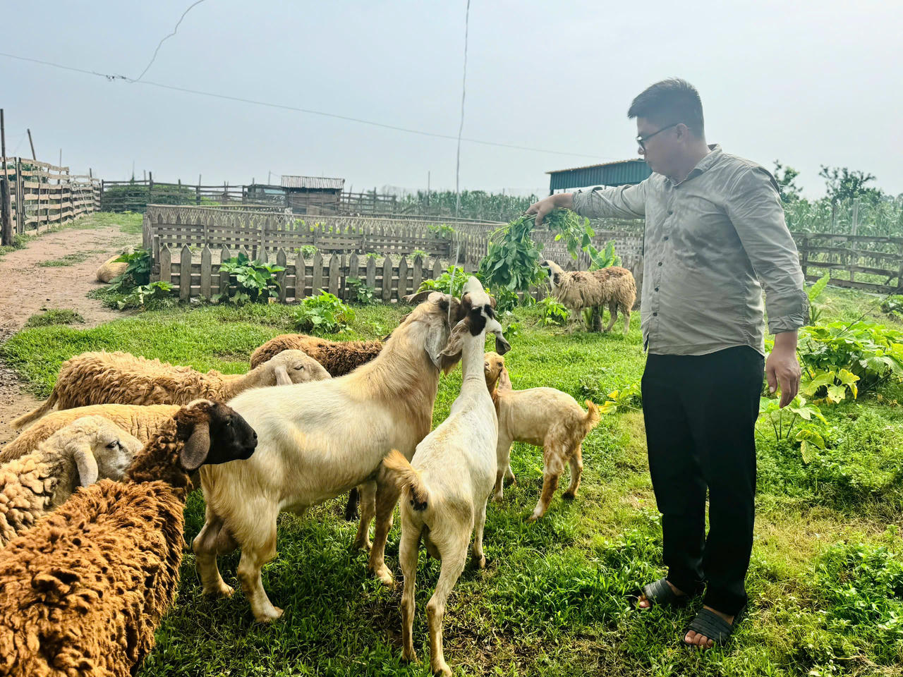 Bên cạnh những vườn nho, dâu tây, ổi, thanh long... là những khu vực nuôi các con vật như: cừu, dê, chim cút... giúp các bạn nhỏ có nhiều trải nghiệm thực tế. Ảnh: Minh Trang
