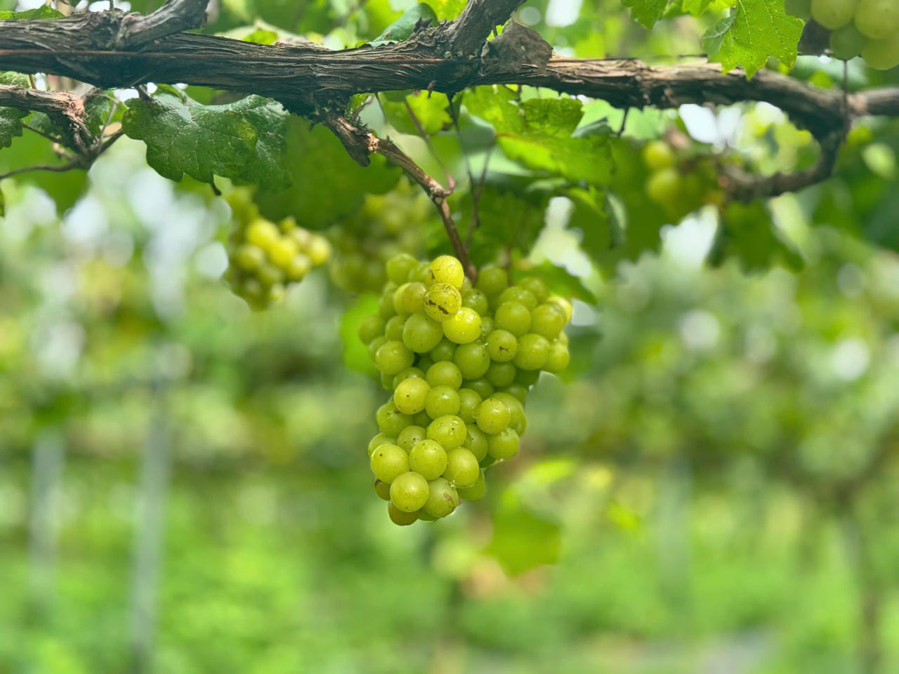 Những vườn nho xanh của Chimi Farm đang đúng mùa chín. Ảnh: Minh Trang