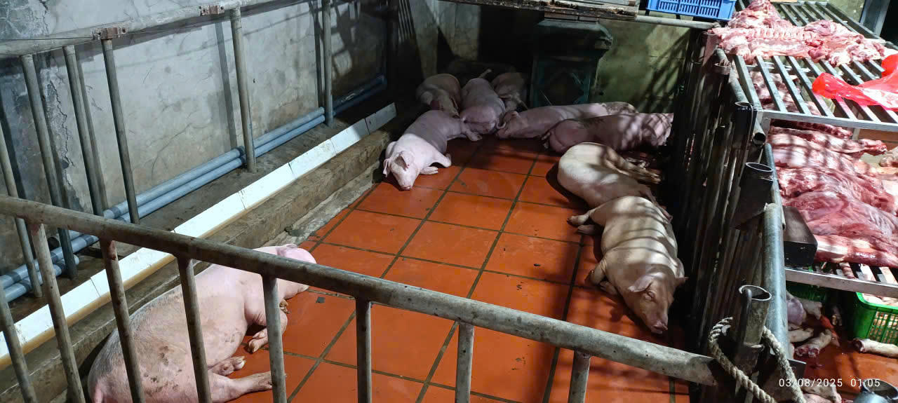 Xử lý nghiêm cơ sở giết mổ lợn nhiễm dịch tả lợn Châu Phi với số lượng lớn