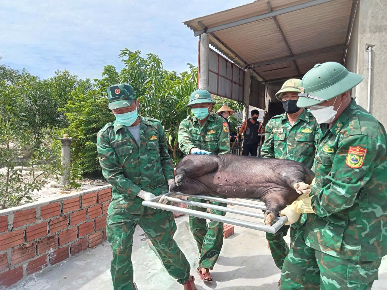 Bộ đội Biên phòng Quảng Trị hỗ trợ tiêu hủy lợn nhiễm dịch tả lợn châu Phi