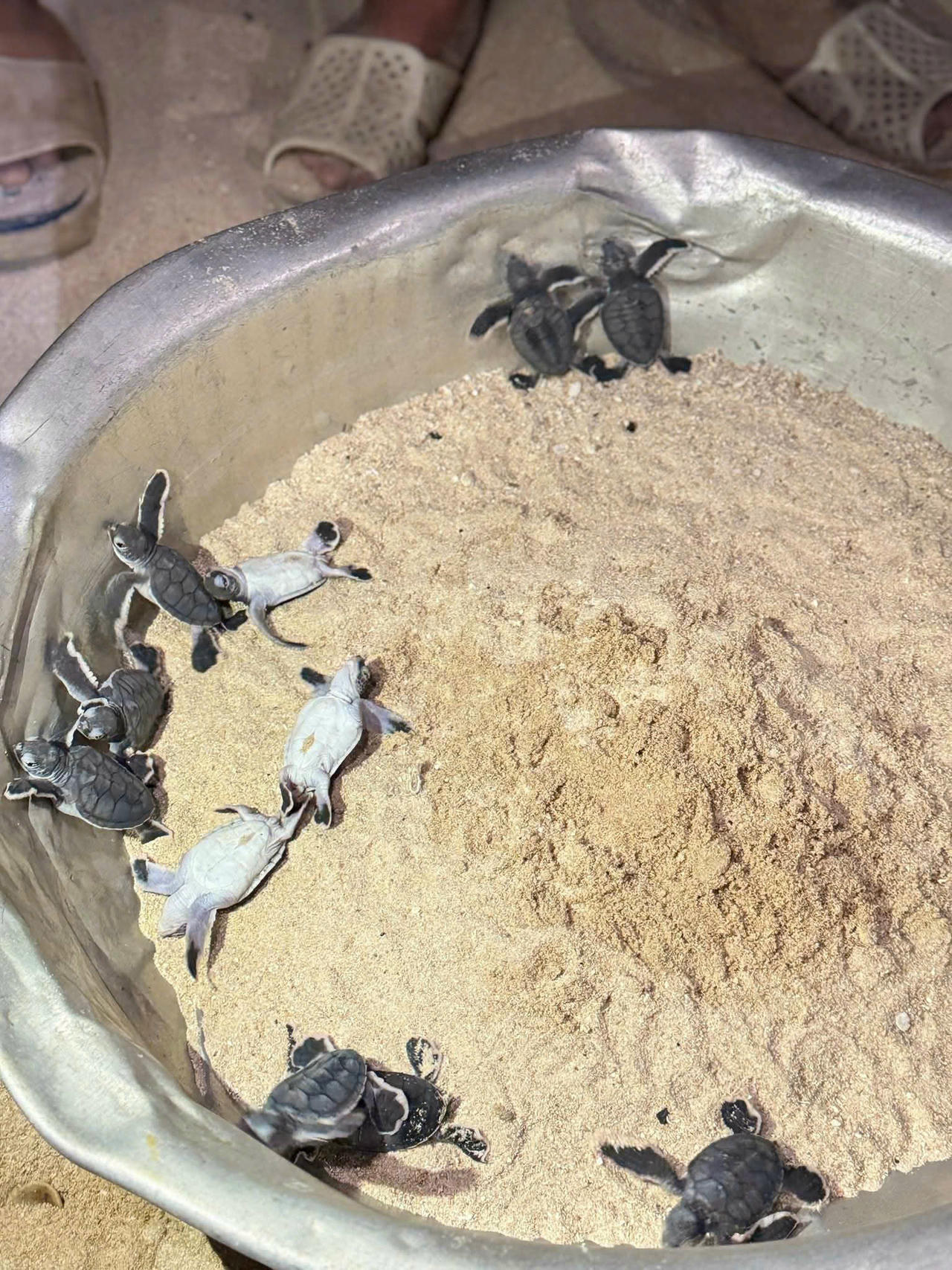 Những chú rùa con mới nở rất đáng yêu