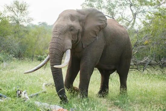 Giải pháp giúp giảm xung đột giữa người và voi