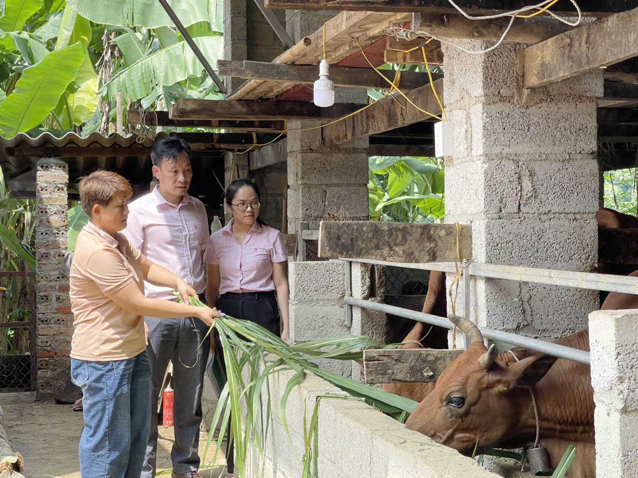 Cán bộ tín dụng chính sách miền núi Cao Băng luôn bám sát cơ sở , trực tiếp bàn bạc hướng dẫn đồng bào dân tộc sử dụng vốn vay hiệu quả trong trồng trọt , chăn nuôi , làm nhà mới , xóa nhà dột nát.