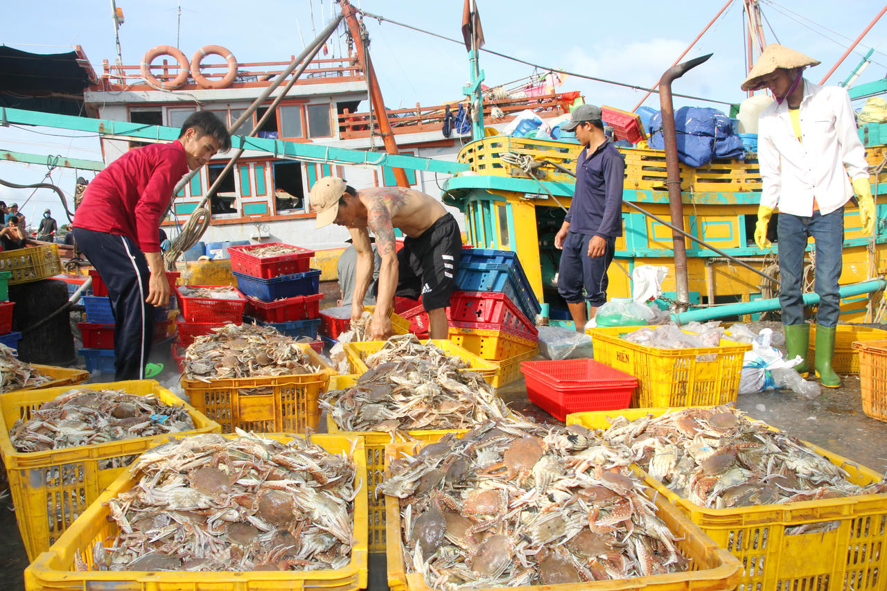 Cà Mau siết chặt giám sát hoạt động cảng cá, đặc biệt tại các cảng tư nhân. Đồng thời, rà soát, hướng dẫn các bến cá đủ điều kiện để lập thủ tục công bố cảng.