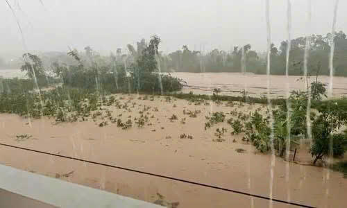 Nhiều diện tích hoa màu, vật nuôi bị thiệt hại lớn do mưa lớn kéo dài.