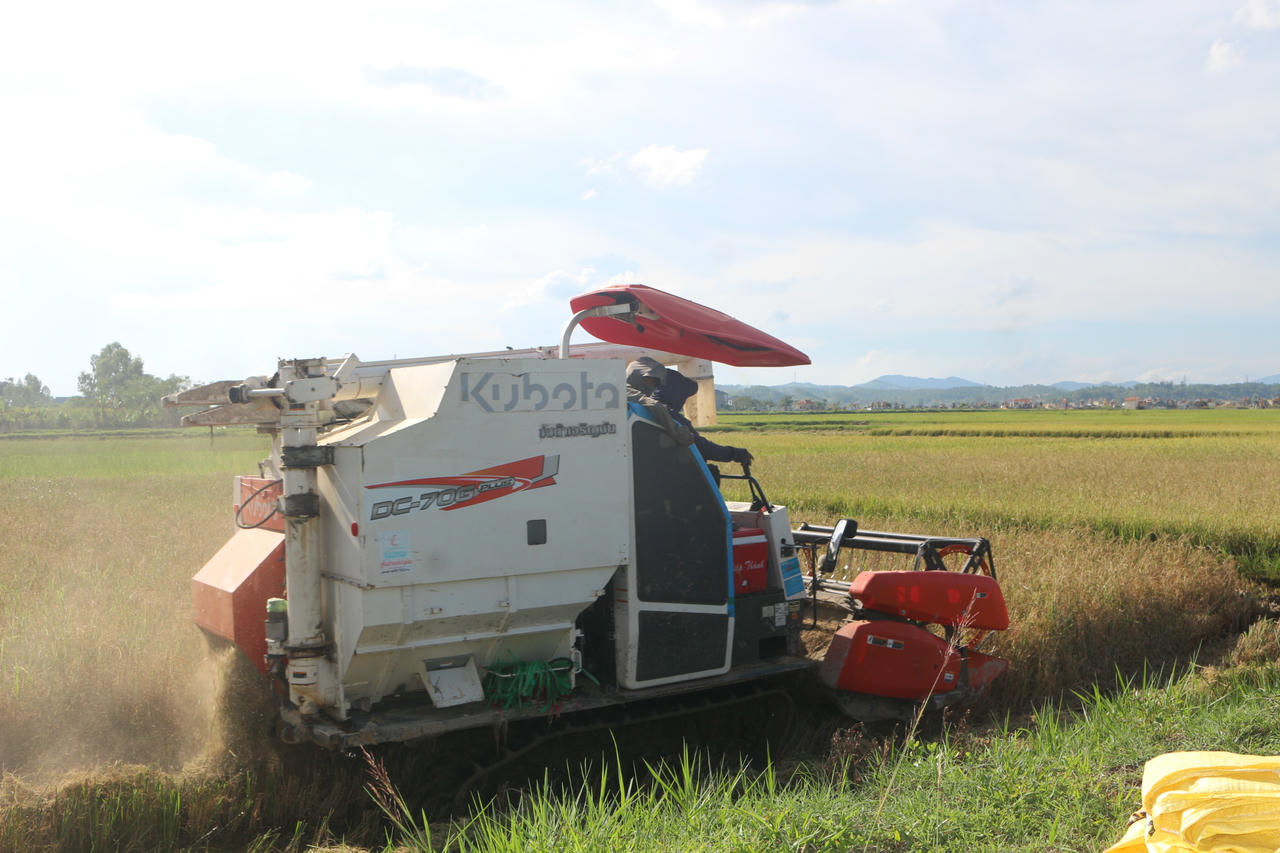 Tranh thủ thời tiết nắng ráo, người dân thôn Vân Đông thu hoạch lúa Hè - Thu trước khi bão số 5 đổ bộ.