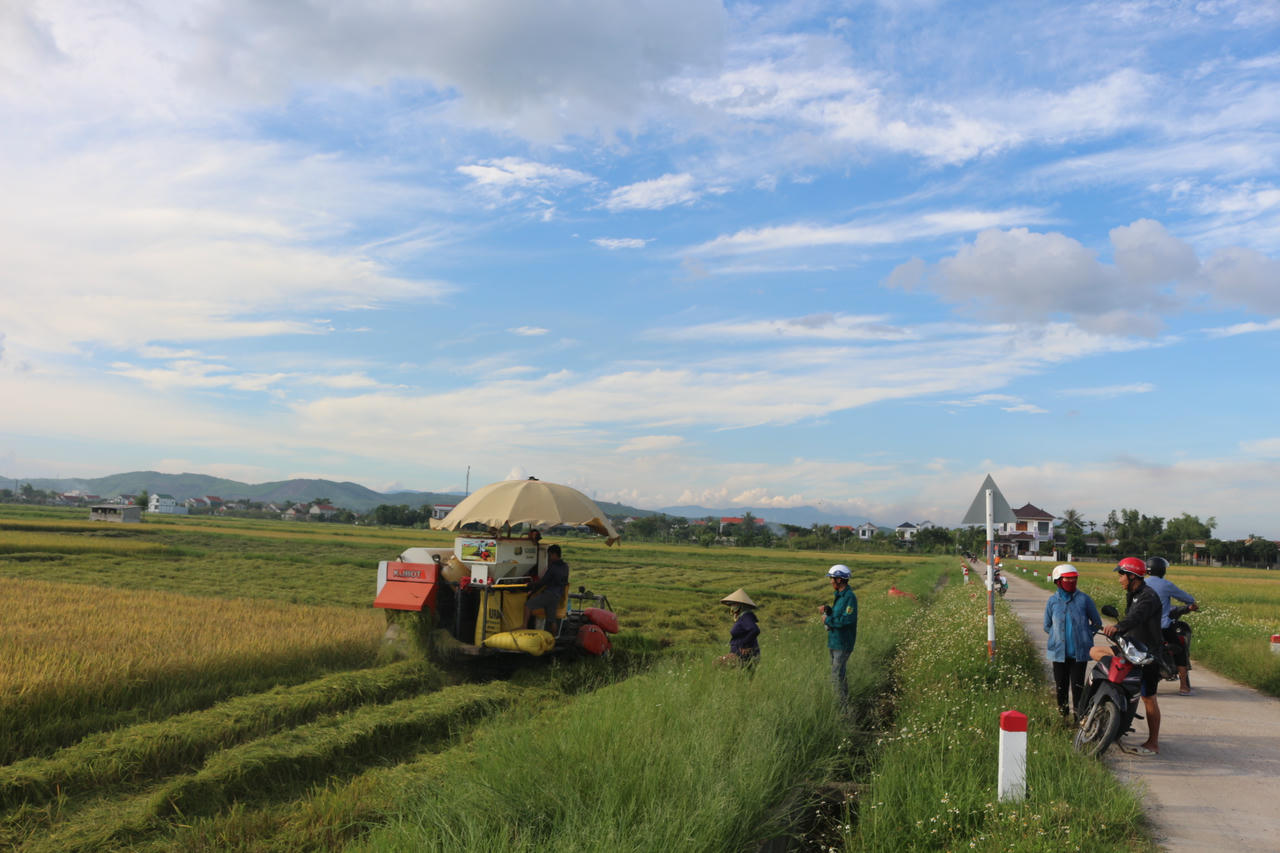 Khẩn trương gặt lúa khi trời còn nắng ráo, không quản mệt nhọc để kịp tránh bão.