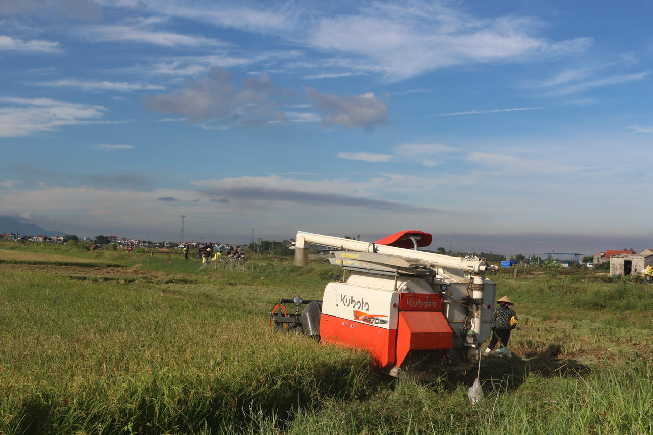 Không khí hối hả thu hoạch lúa trên đồng trước khi bão đến.