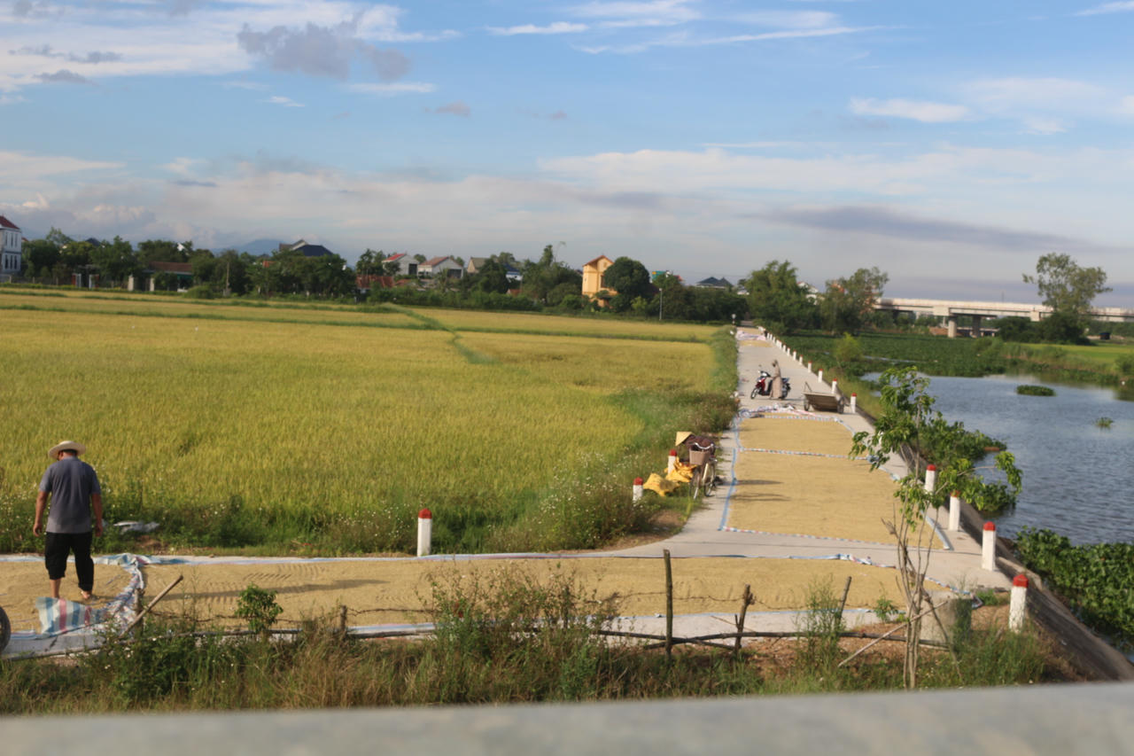 Tranh thủ thời tiết khô ráo, người dân phơi thóc để đảm bảo an toàn sản lượng.