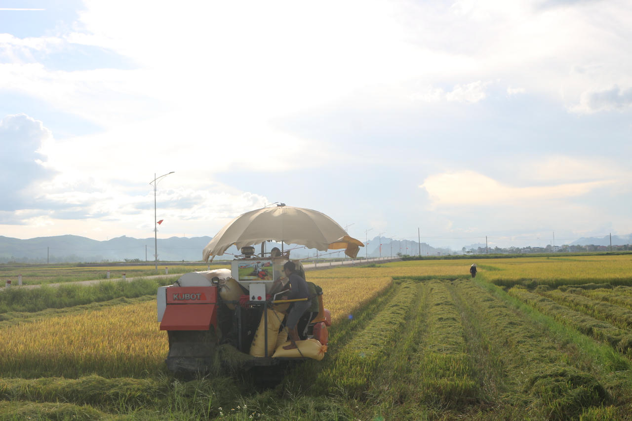 Không khí hối hả thu hoạch lúa trên đồng, bà con tận dụng từng giờ nắng trước khi bão đến.